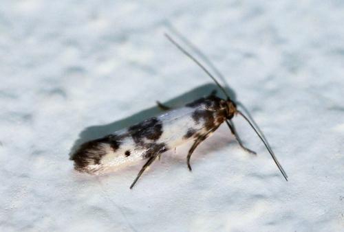 Réf. 305 328 : Enolmis acanthella